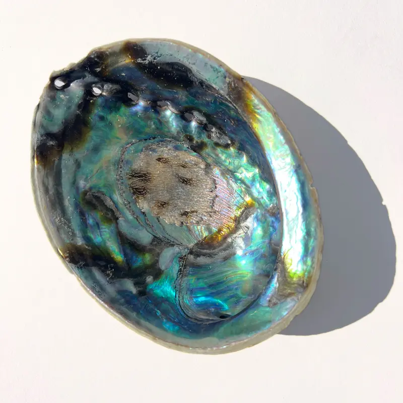 Regenbogen Abalone Paua Muschel
